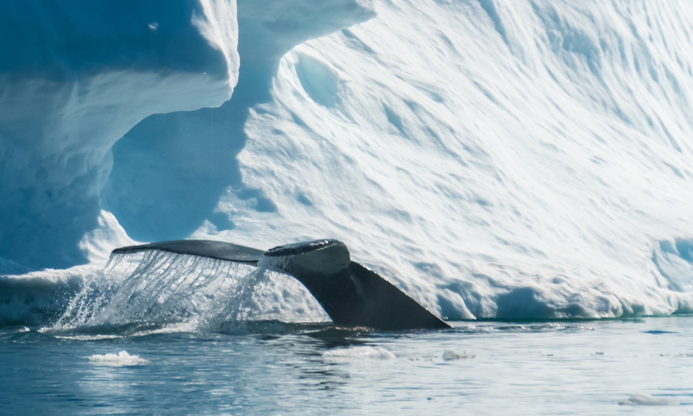 Ocean_Diamond-03240_slider_1735811372.jpg